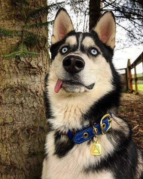 Ảnh động vật siêu hài hước. Nguồn: Internet