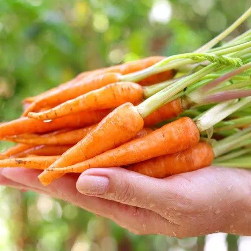 Cà rốt có chứa nhiều vitamin A (Nguồn: Internet)