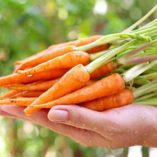 Cà rốt rất giàu vitamin A (Nguồn: Internet)