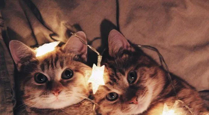 những tấm ảnh dễ thương cute về các bé mèo. (Nguồn: Internet)