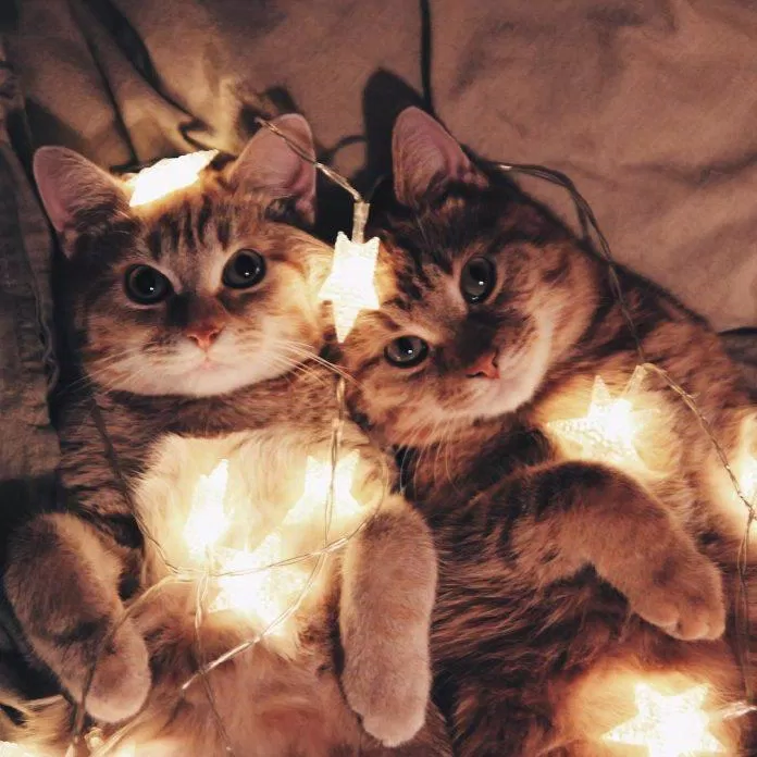 những tấm ảnh dễ thương cute về các bé mèo. (Nguồn: Internet)