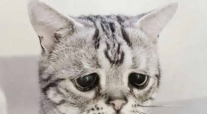 365+ hình ảnh dễ thương nhất quả đất: Nguyện chết trong sự dễ