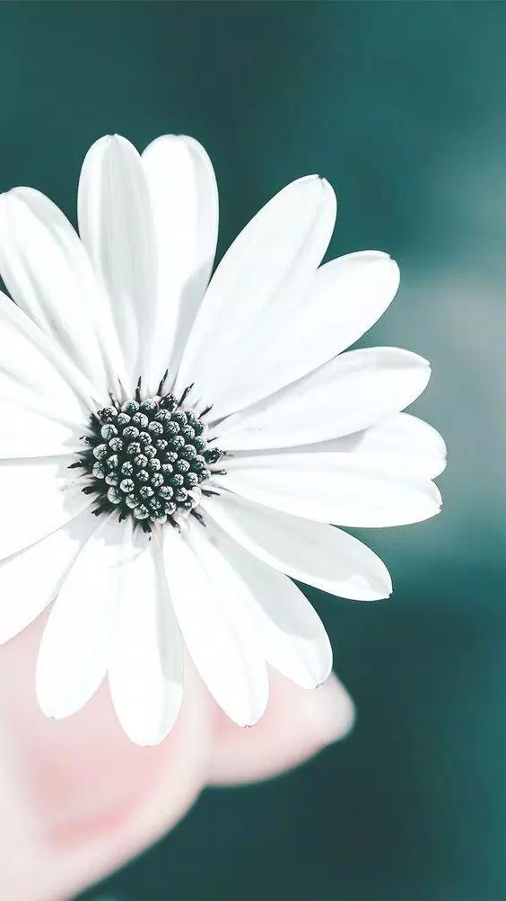 Hình nền hoa cúc trắng rực rỡ cho desktop. (Ảnh: Internet)