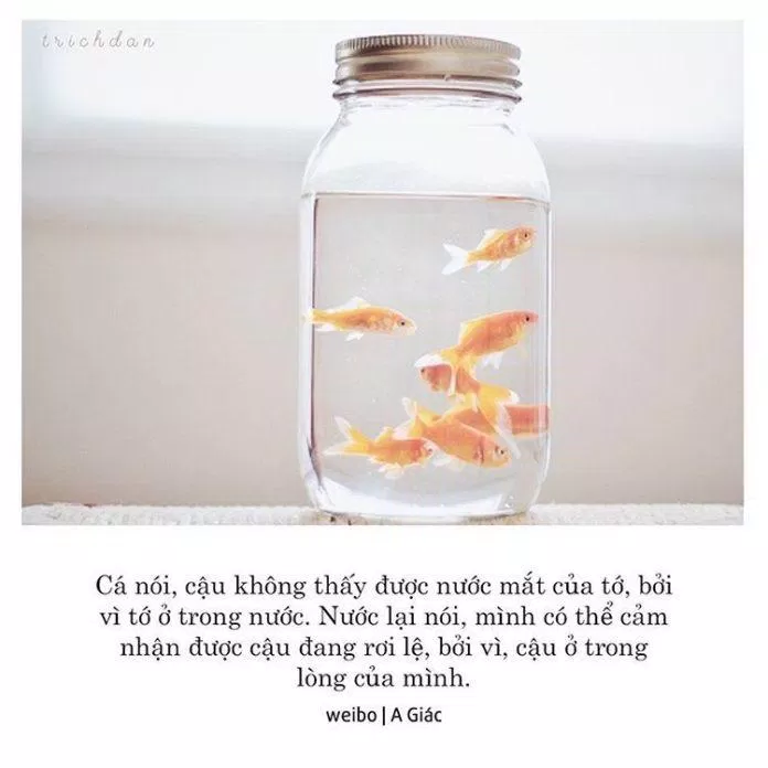 Một câu nói đáng suy ngẫm về cá và nước (Ảnh: Facebook)