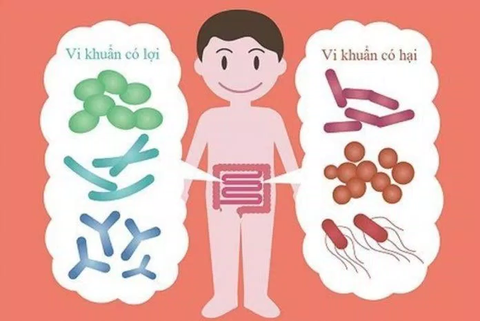 Sự cân bằng giữa vi khuẩn có lợi và có hại trong đường ruột ảnh hưởng rất lớn đến sức khỏe tổng quát của cơ thể (Nguồn: Internet). Sự cân bằng giữa vi khuẩn có lợi và có hại trong đường ruột ảnh hưởng rất lớn đến sức khỏe tổng quát của cơ thể (Nguồn: Internet).