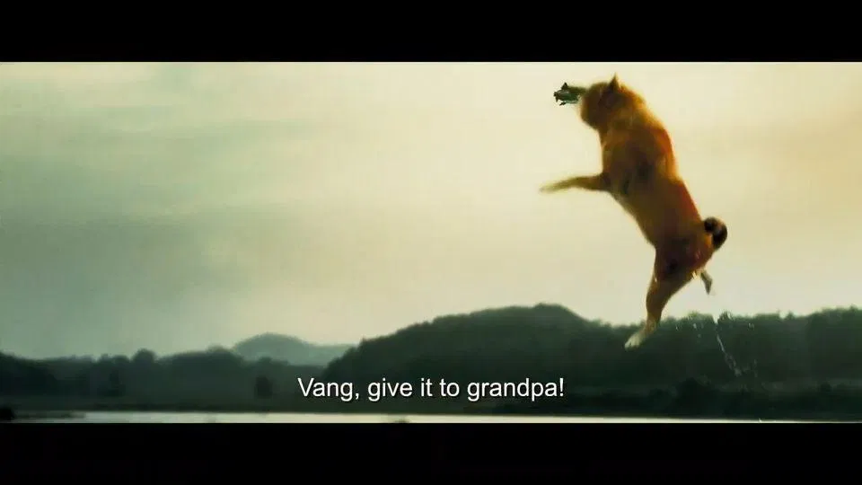 Đủ tiền nuôi cả Shiba thì sao lão Hạc phải ăn bả chó cơ chứ? (Nguồn: Internet)