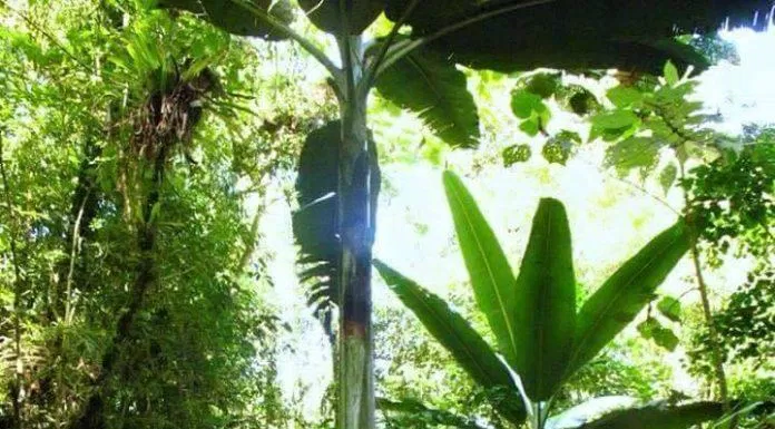 Cây chuối siêu to siêu khổng lồ ngang bằng với một cây cổ thụ (Nguồn: Internet)