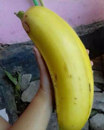 Quả chuối dài tới tận 18 cm và đường kính có thể lên tới 5-6 cm (Nguồn: Internet)