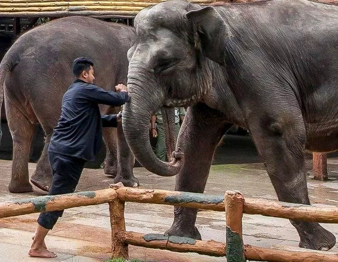 Bạo hành voi (Nguồn: Internet)