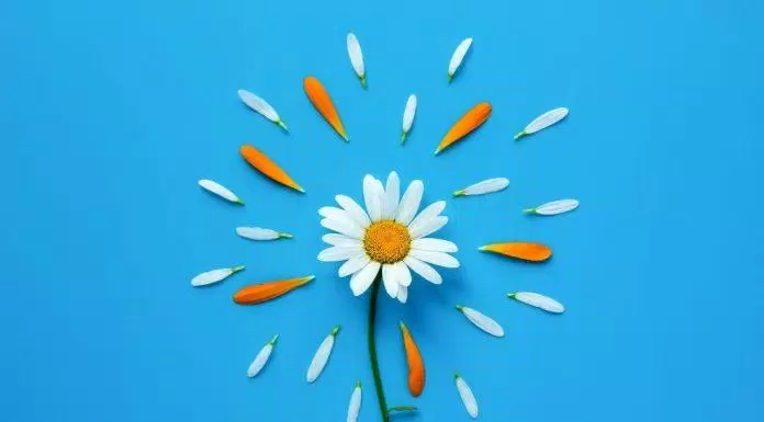 Hình nền hoa cúc họa mi đẹp cho máy tính. (Ảnh: Internet)