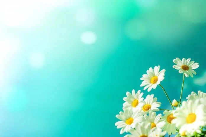 Hương thơm sảng khoái và màu vàng tươi sáng, hoa cúc là loại hoa mang đến cảm giác hạnh phúc. Chắc chắn rằng bạn sẽ bị cuốn hút bởi hình ảnh liên quan đến nó và tìm thấy niềm vui trong không gian ánh sáng của hoa cúc.