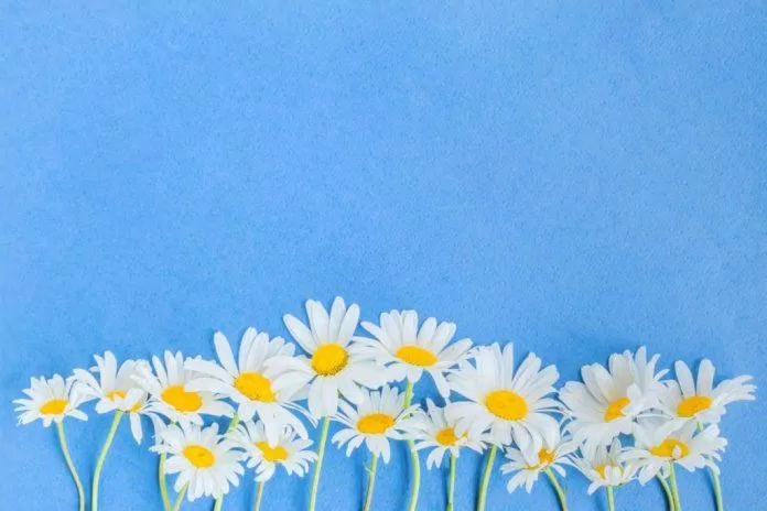 200+ hình nền hoa cúc đẹp như G-Dragon cho điện thoại, máy tính 2020 -  BlogAnChoi