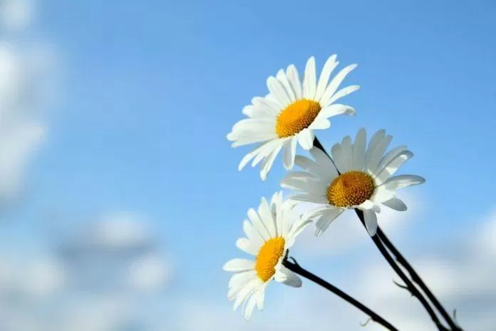 Hình nền hoa cúc: Với hình nền hoa cúc, bạn sẽ được chiêm ngưỡng vẻ đẹp tuyệt vời của loài hoa này trong từng chi tiết nhỏ nhất, và cảm nhận được sự tươi mới và sức sống mà hoa cúc mang lại.