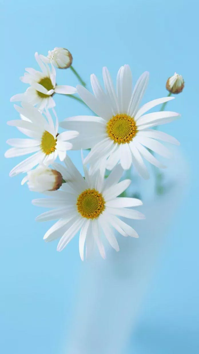 Hoa cúc trắng rên nền xanh nổi bật. (Ảnh: Internet)
