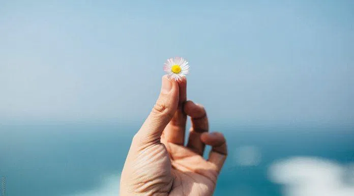 Hình nền hoa cúc đẹp cho máy tính. (Ảnh: Internet)