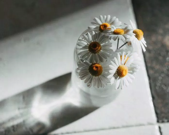 Hình nền hoa cúc đẹp. (Ảnh: Internet)
