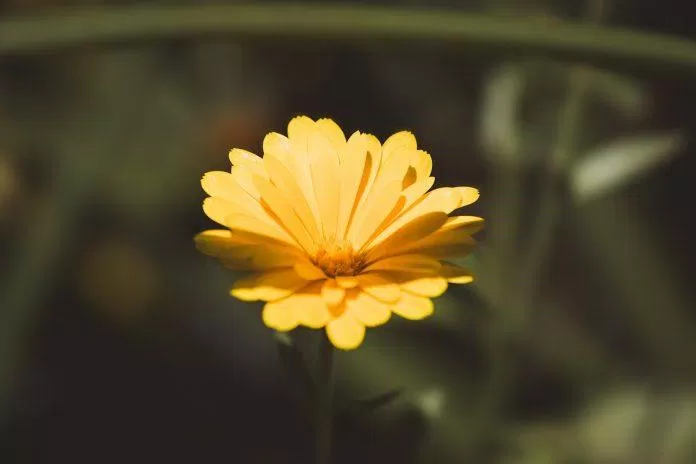 Hình nền hoa cúc đẹp 4K. (Ảnh: Internet)