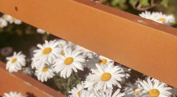 Hình nền hoa cúc đẹp. (Ảnh: Internet)