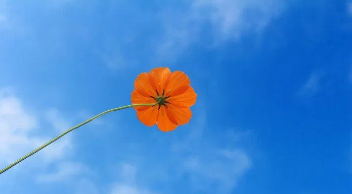 Hình nền hoa 4K cho máy tính. (Ảnh: Internet)