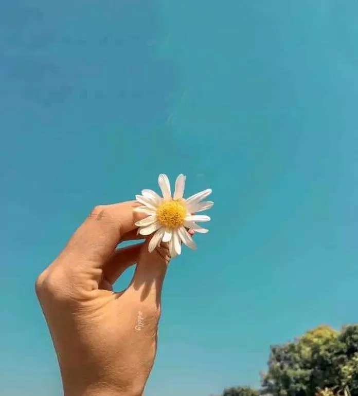 Hình nền hoa cúc họa mi trắng. (Ảnh: Internet)