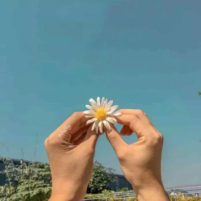 Hình nền hoa cúc đẹp với trời xanh cho điện thoại. (Ảnh: Internet)