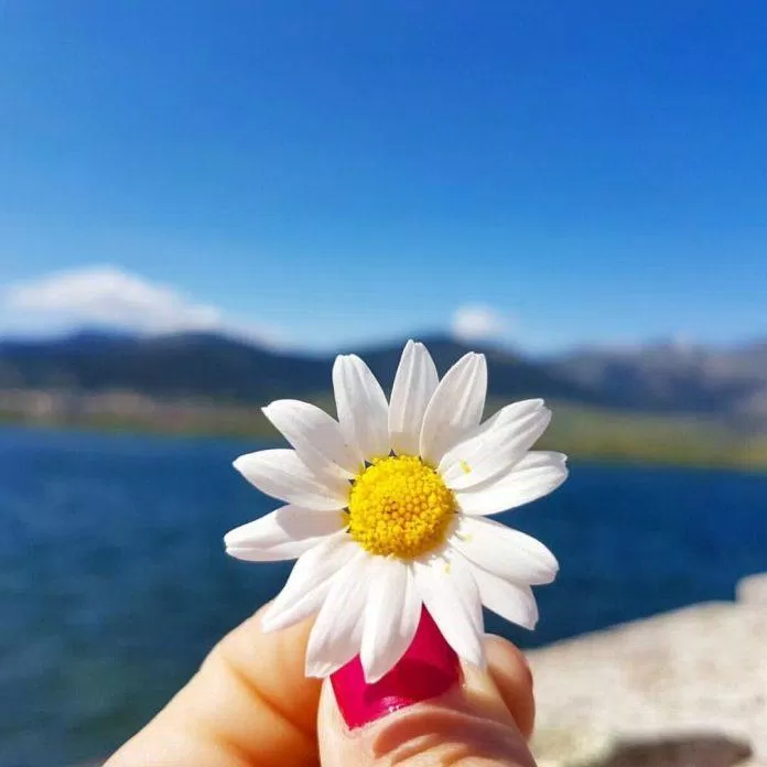 Hình nền hoa cúc đẹp với trời xanh cho điện thoại. (Ảnh: Internet)
