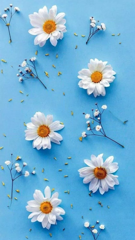 Hoa cúc trắng trên nền xanh luôn là công thức chụp ảnh bất bại. (Ảnh: Internet)