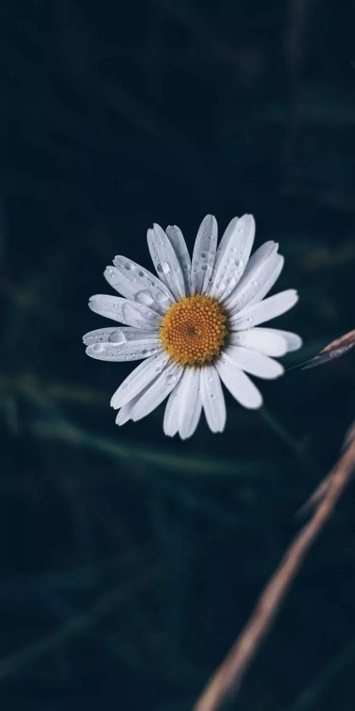 Top 61+ về hình ảnh hoa cúc trắng buồn hay nhất - cdgdbentre.edu.vn