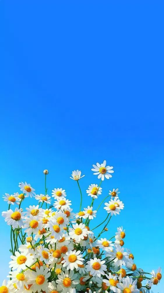 200+ hình nền hoa cúc đẹp như G-Dragon cho điện thoại, máy tính 2020 -  BlogAnChoi