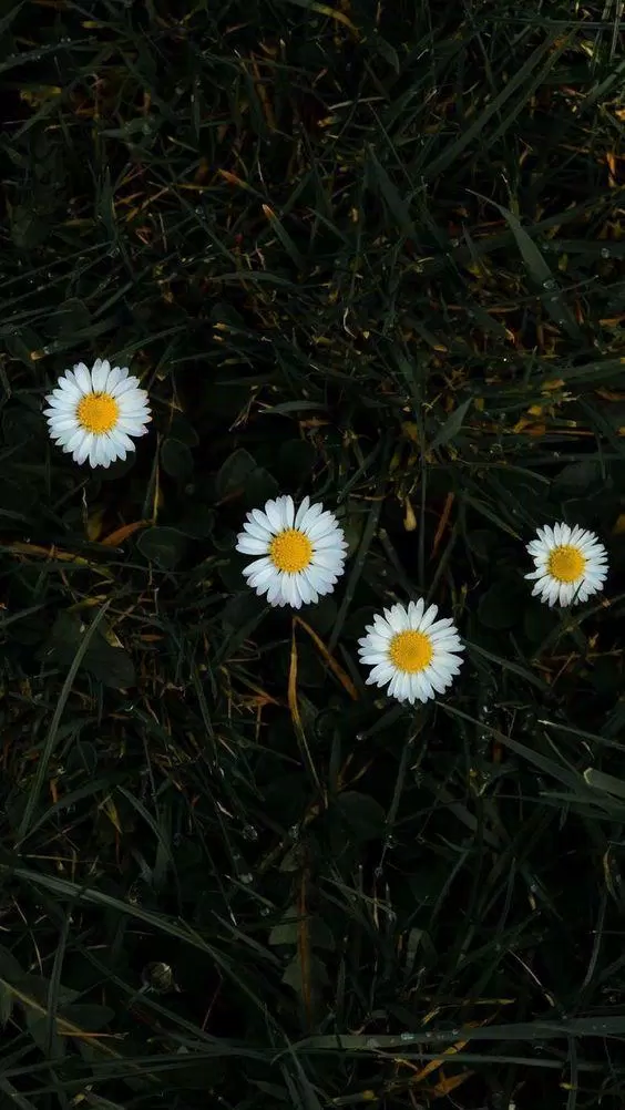 Hình hoa cúc họa mi trắng đẹp. (Ảnh: Internet)