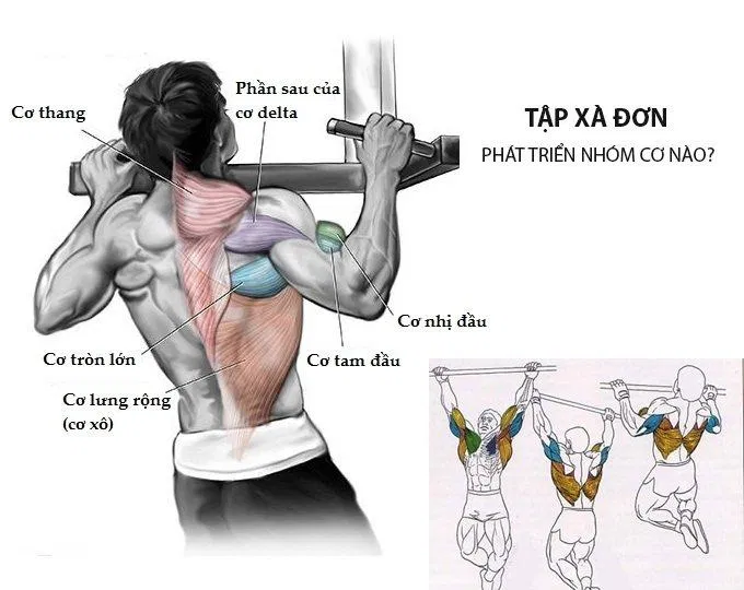 Hít xà tác động tới rất nhiều nhóm cơ cùng một lúc (Ảnh: Internet). Hít xà tác động tới rất nhiều nhóm cơ cùng một lúc (Ảnh: Internet).