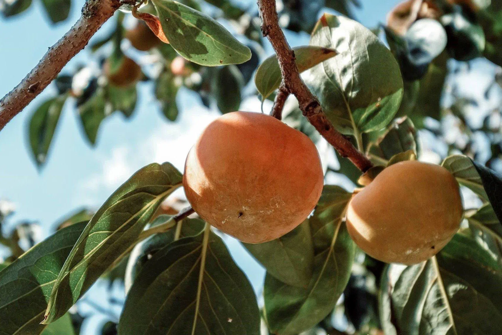 Nhiều bộ phận khác của hồng có tác dụng cầm máu hiệu quả (ảnh: internet)