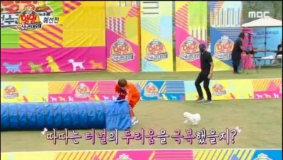 Chú chó Ddadda của Kim Woo Seok tham gia đường đua (ảnh: internet) Chú chó Ddadda của Kim Woo Seok tham gia đường đua (ảnh: internet)