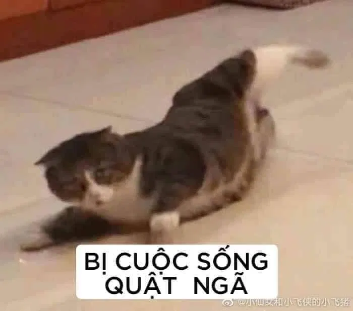 Meme là gì? 300+ meme hài, chất nhất quả đất để bạn comment dạo thả ga - BlogAnChoi