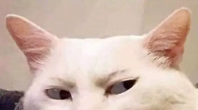 Meme mèo với ánh mắt khinh bỉ dành cho đứa mê trai mù quáng. (Ảnh: Internet)