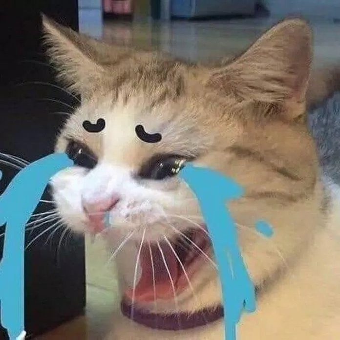 Meme mèo khóc mà người nhìn thấy lại chỉ muốn cười. (Ảnh: Internet)