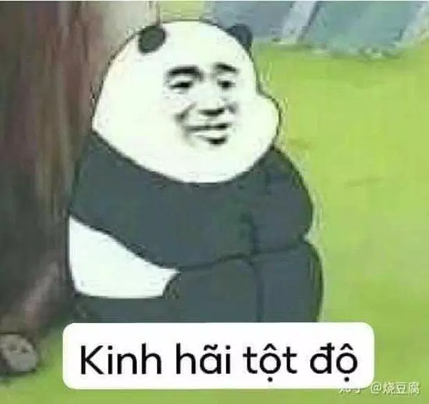 Meme gấu trúc đây đúng là idol của tôi. (Ảnh: Internet)