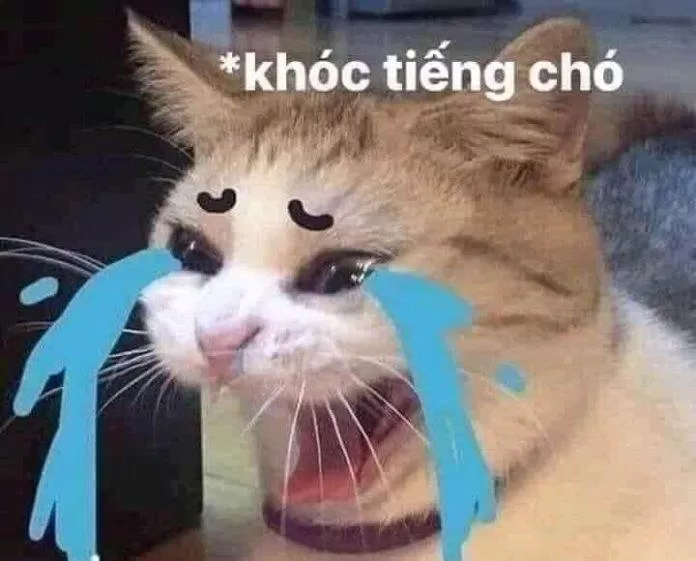 Meme mèo khóc tiếng chó. (Ảnh: Internet)