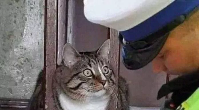 Meme mèo: Chú cảnh sát ơi cháu vô tội!! (Ảnh: Internet)