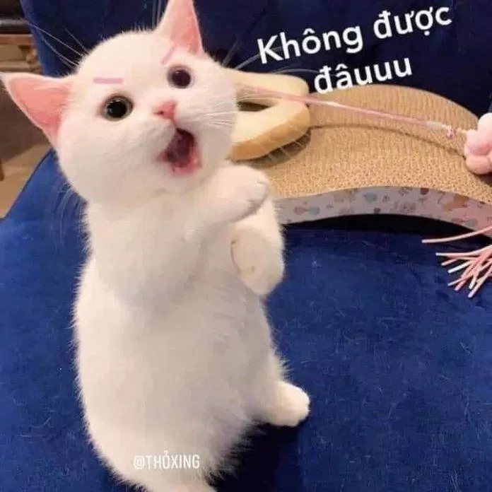 Không được đâuuuu. (Ảnh: Internet)