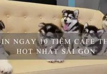Top quán cafe thú cưng siêu dễ thương & hot nhất tại Sài Gòn