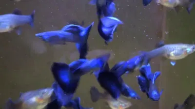 Blue tanzanite cũng được đặt tên theo một loại đá quý, với màu xanh đậm hơn (Ảnh: Internet). Blue tanzanite cũng được đặt tên theo một loại đá quý, với màu xanh đậm hơn (Ảnh: Internet).
