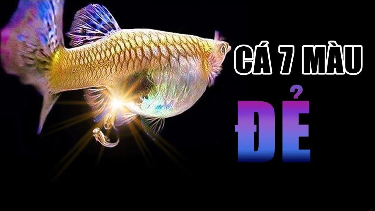 Cá mà lại đẻ con, chuyện lạ mà có thật đấy! (Ảnh: Internet).