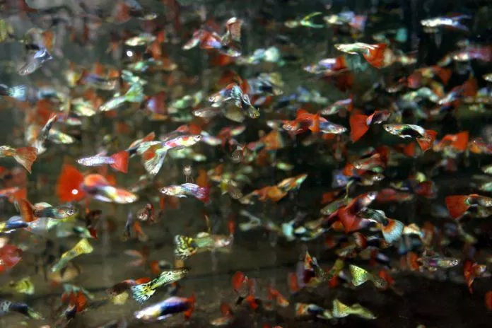 Bầy cá guppy đủ màu sắc nhìn đẹp tuyệt! (Ảnh: Internet).
