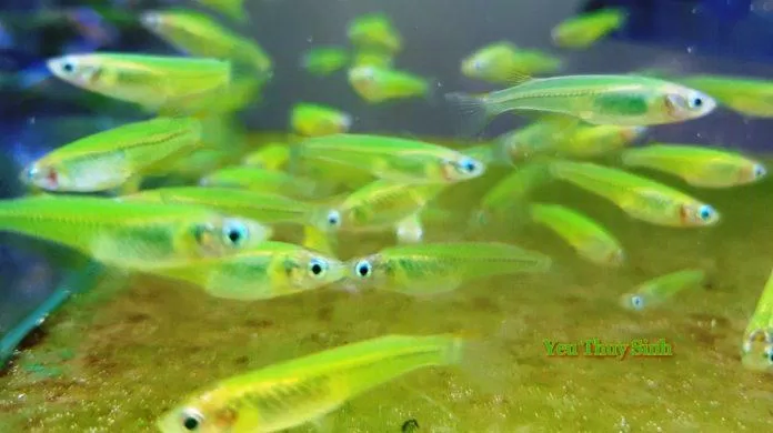 Cá neon là loại cá hiền lành có thể nuôi chung với guppy (Ảnh: Internet).