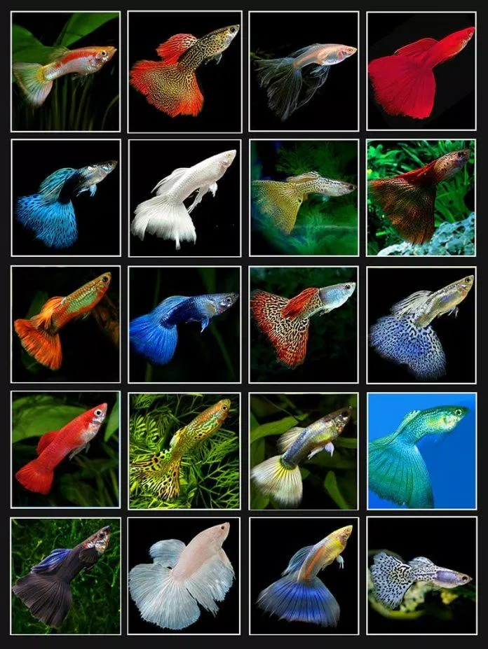 Giá trị của mỗi con cá phụ thuộc vào vẻ đẹp và độ độc lạ của nó (Ảnh: Internet).