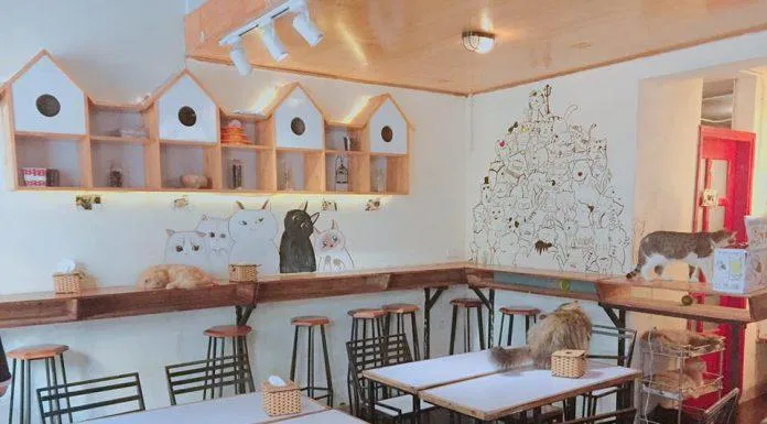 Top 14 quán cafe mèo Hà Nội xinh yêu hết nấc, thiên đường của hội con sen Hà thành Bastet s Home Coffee cà phê cafe mèo cafe mèo hà nội Cafe Mèo Lizzy House Cafe Mèo Mon Cat Life Coffee Cat s House Ga Kafe Hà Nội list List 10 list quán list quán cafe list shop Meo s House Coffee Ngao s Home Nó Coffee nổi bật Pet Island quán cafe quán cafe đẹp quán cafe mèo hà nội Quán Kẻ Cót quán ngon quán ngon Hà Nội sản phẩm sống ảo Suỵt Kafe Sweet Rose Coffee The Shelter Café thiên đường thông tin top quán ngon