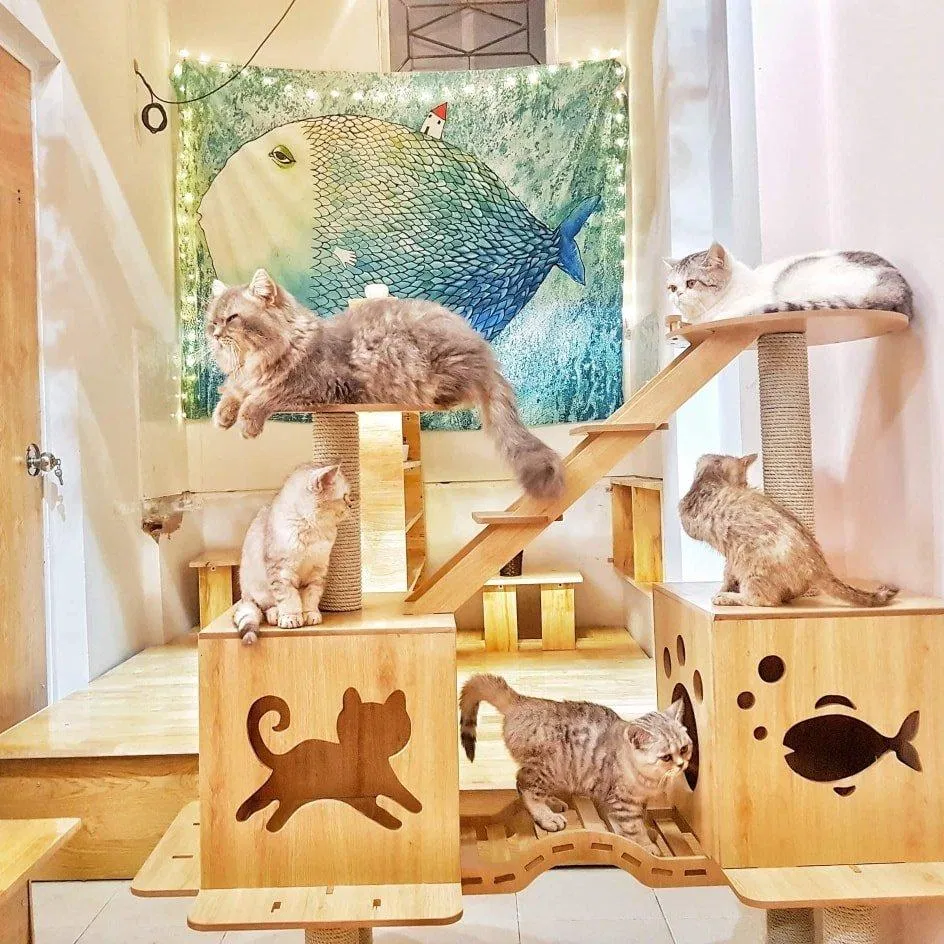 Top 14 quán cafe mèo Hà Nội xinh yêu hết nấc, thiên đường của hội con sen Hà thành Bastet s Home Coffee cà phê cafe mèo cafe mèo hà nội Cafe Mèo Lizzy House Cafe Mèo Mon Cat Life Coffee Cat s House Ga Kafe Hà Nội list List 10 list quán list quán cafe list shop Meo s House Coffee Ngao s Home Nó Coffee nổi bật Pet Island quán cafe quán cafe đẹp quán cafe mèo hà nội Quán Kẻ Cót quán ngon quán ngon Hà Nội sản phẩm sống ảo Suỵt Kafe Sweet Rose Coffee The Shelter Café thiên đường thông tin top quán ngon