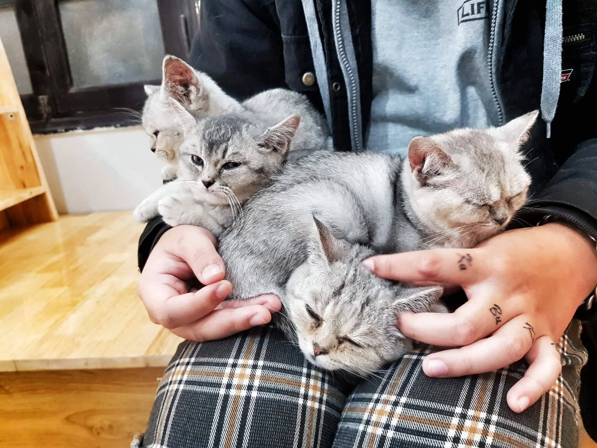 Top 14 quán cafe mèo Hà Nội xinh yêu hết nấc, thiên đường của hội con sen Hà thành Bastet s Home Coffee cà phê cafe mèo cafe mèo hà nội Cafe Mèo Lizzy House Cafe Mèo Mon Cat Life Coffee Cat s House Ga Kafe Hà Nội list List 10 list quán list quán cafe list shop Meo s House Coffee Ngao s Home Nó Coffee nổi bật Pet Island quán cafe quán cafe đẹp quán cafe mèo hà nội Quán Kẻ Cót quán ngon quán ngon Hà Nội sản phẩm sống ảo Suỵt Kafe Sweet Rose Coffee The Shelter Café thiên đường thông tin top quán ngon