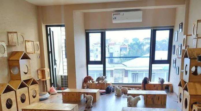 Ngao's Home có view cửa sổ tầng 4 hướng ra bầu trời xanh cực "chill" (Ảnh: Facebook Ngao's Home) Top 14 quán cafe mèo Hà Nội xinh yêu hết nấc, thiên đường của hội con sen Hà thành Bastet s Home Coffee cà phê cafe mèo cafe mèo hà nội Cafe Mèo Lizzy House Cafe Mèo Mon Cat Life Coffee Cat s House Ga Kafe Hà Nội list List 10 list quán list quán cafe list shop Meo s House Coffee Ngao s Home Nó Coffee nổi bật Pet Island quán cafe quán cafe đẹp quán cafe mèo hà nội Quán Kẻ Cót quán ngon quán ngon Hà Nội sản phẩm sống ảo Suỵt Kafe Sweet Rose Coffee The Shelter Café thiên đường thông tin top quán ngon